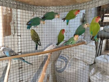 попугай ара цена: Fişer nerazlucnik ayrılmazlar maskvıy papuqayları bala verən cütlər — 6