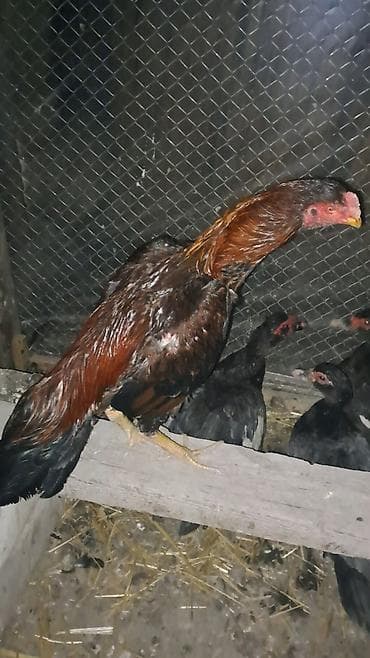 Другие с/х животные: Heyratı xoruz satılır cinsi qanı olan heyvandı təmiz türk hündür — 8