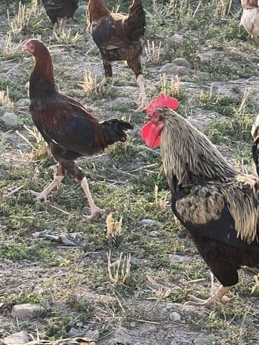 cücə və xoruz: Toyuq, Australorp, Brama, Damazlıq, Ünvandan götürmə — 8