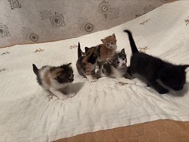 отдам котят в хорошие руки бесплатно: В добрые руки, Самовывоз — 2