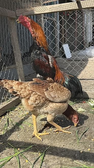 Digər heyvanlar: Məhsul: Uzunboyun, möhkəm quruluşlu heyratı xoruzu (ehtimalən — 3