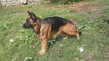 dovsan: Alman çoban iti, 1 il, Dişi, Peyvəndli, Ünvandan götürmə — 4
