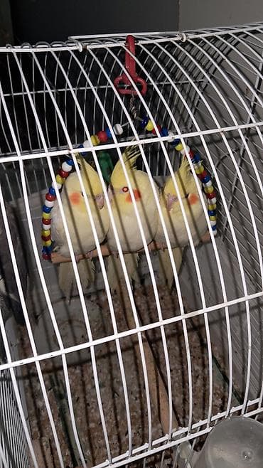 doberman satışı: Salam, 2 və 5 ayıığ erkək Karella quşlar satılır, quşlar əl quşudu — 4