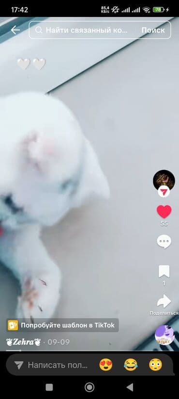 pişik oyuncaqları: Dişi — 2