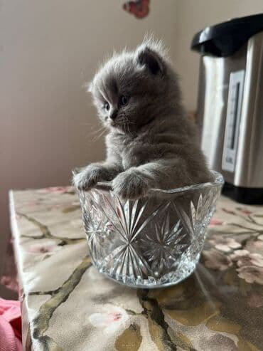 Balıqlar: Britan yastı qulaq, Erkək, Dişi, Yaxşı əllərə, Ünvandan götürmə, Pulsuz çatdırılma, Ödənişli çatdırılma — 26