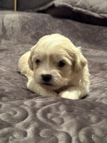 turkmen alabay itleri: Maltipu (Maltese x Pudel) balaları - Cins: Maltipu – hipoallergen — 10