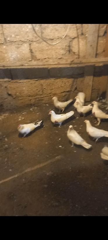 su qabi satisi: Salam 9 dene qusdun icinde tutulmada var ucan quwda var hamsim goturen — 4