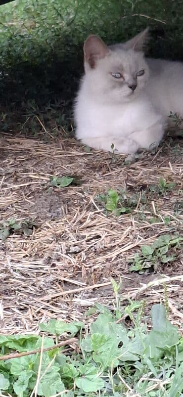 Грызуны: Самка — 4