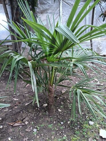 ev gülleri ve adları: Dekorativ xurma (fan palm) – açıq sahə və ya böyük qapalı məkanlar — 2