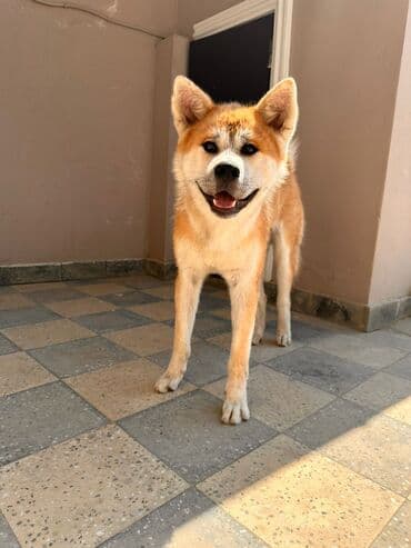 Akvariumlar: Akita-inu, 1 il, Erkek, Ünvandan götürmə — 3