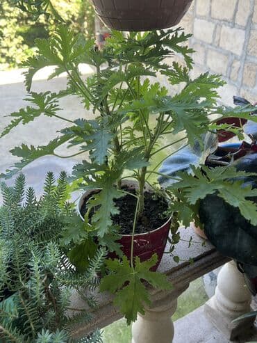 продажа комнатных растений: Her nov guler var endirimnen verecem Gencedi istiyen yazsin satiş — 40