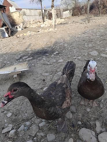 heyvanlar ucun bit dermani: Bir dişi bir erkeş - Cins: Musk (hind ördəyi) - Rəng: tünd qəhvəyi — 1