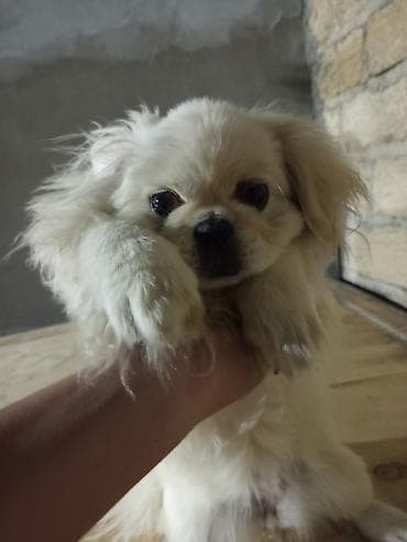 heyvan bazari: Pekines, 5 ay, Dişi, Ünvandan götürmə — 1