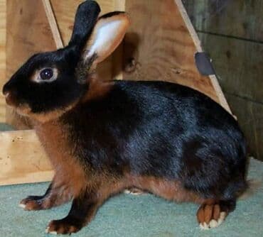 Gəmiricilər: Ev dovşanı balaları satılır. Karlik(cırtdan) cinsi. Sağlam və — 9