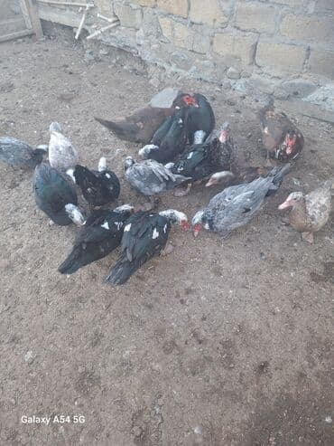 Changan: Məhsul: Musk (barbar) ördəkləri – müxtəlif rənglərdə sürü Təsvir: - — 4