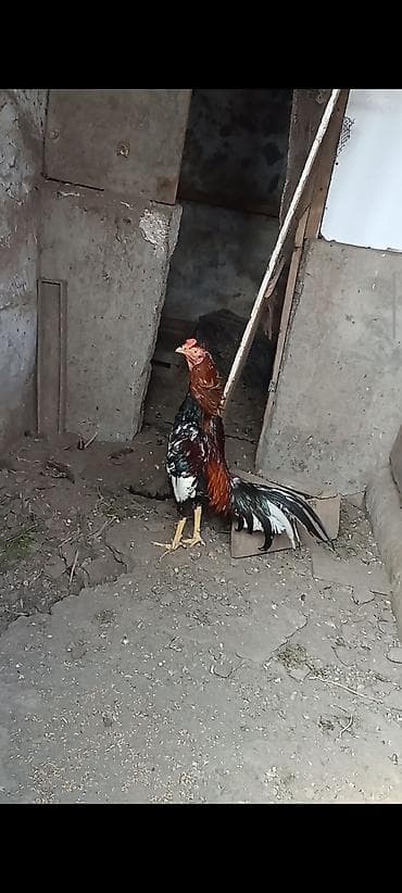 Super cins heyratilar satilir isimle elaqadar tərgidirem deye hamsini lalafo.az -da Super cins heyratilar satilir isimle elaqadar tərgidirem deye hamsini