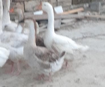 Dişi, Damazlıq lalafo.az -da Dişi, Damazlıq