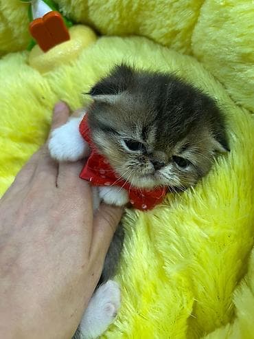 pişim: Növ: pişik balası (yastı burunlu, qısa burun profilli tip) Rəng — 1