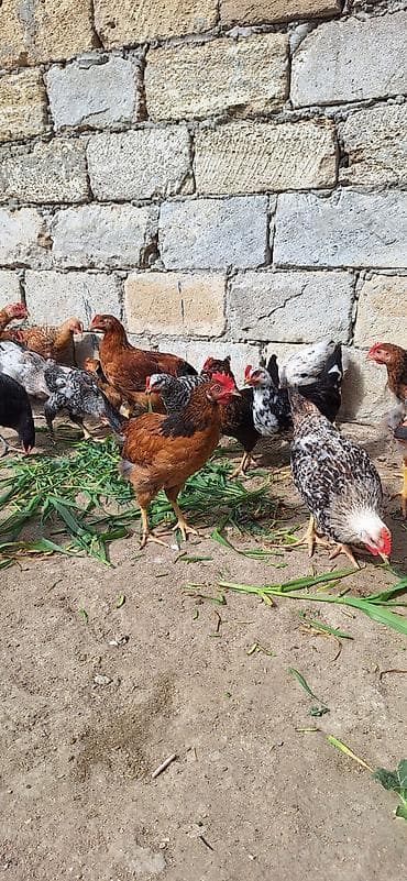 fireng toyuqu: Toyuq, Yumurtalıq, Ödənişli çatdırılma — 1