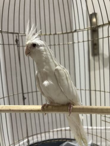 3 aylig dum ag yanaqsiz balalar.agAğ rəngli nimfa tutuquşu (cockatiel)