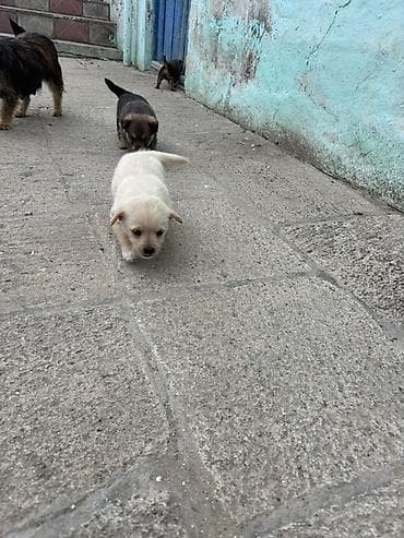 Pekines, Erkek, Peyvəndli