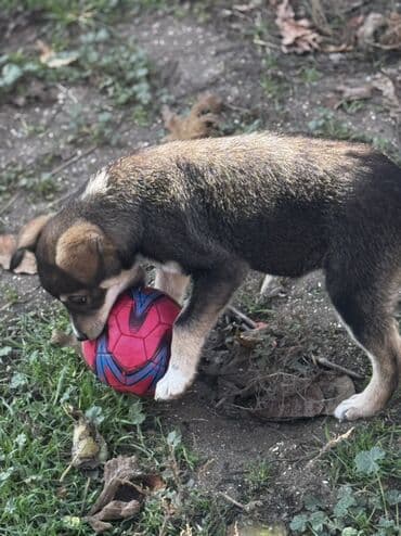 husky balaları: 3 ay, Peyvəndli — 6