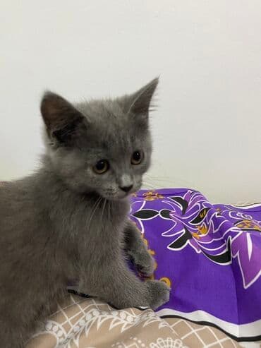 siam pişiyi qiyməti: Yaxşı əllərə — 4