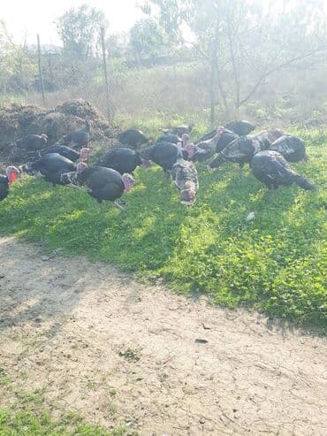 Коровы, быки: Самец, Для разведения, Самовывоз — 3