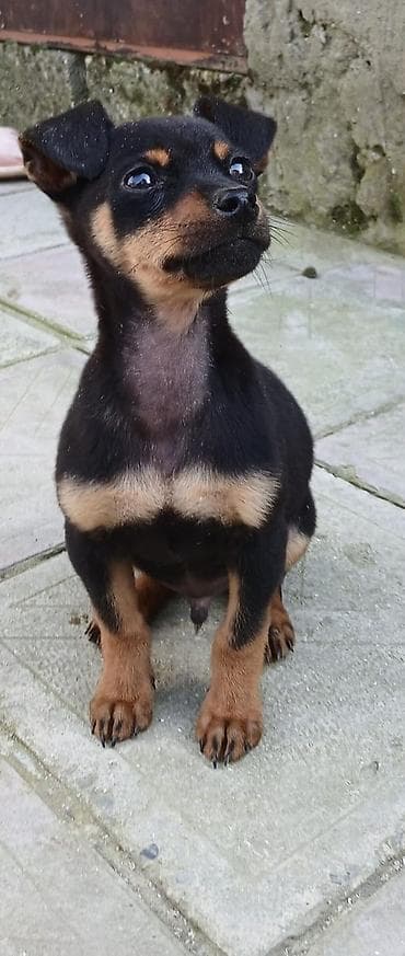 itlerin ucuz qiymete satisi: Satilir 3 ayliqdi peyvəndi bir dəfə vurulub evi və xaltasi ustundə — 2