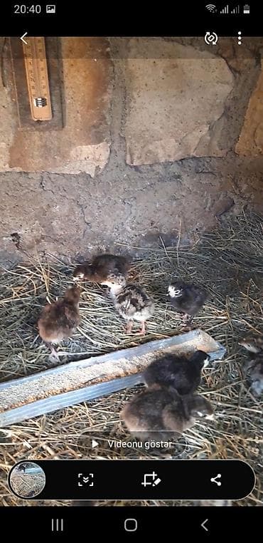 Heyvanlar üçün mallar: Amerikan bronz və qara kanada hinduşqa cücəsi satılır. Ünvan Gəncə — 2