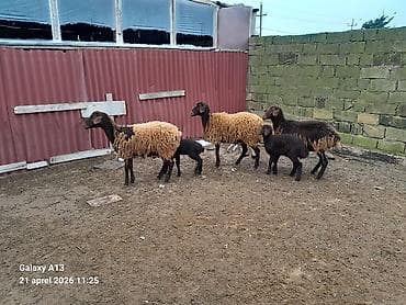 Qala qoyunları 2sinin balası var biri boğazdı qiymət birinə aiddir