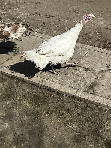 Digər heyvanlar: Ağ rəngli hind toyuğu (hind quşu) yumurtuyan 60 Azn obri 40Azn ünvan — 1