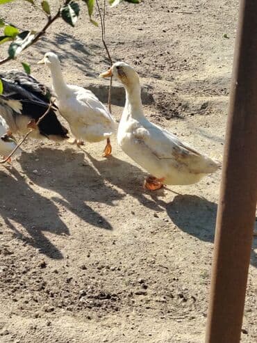 ördək neçə günə bala çıxarır: Sadəcə ağlar ördəkkər satılır 6 aylıqdır — 7