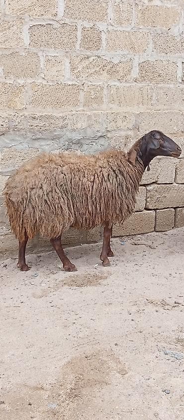 qala qoçu: Salam ünvan Bakıin maştağa kendi obşi 9 baş heyvanlar 1 baş qoçdu 1 — 5