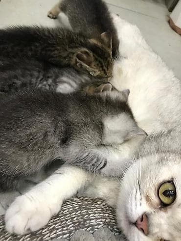 erkək pişik: Şinşilla, Erkək, Dişi — 3