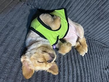 ev iti cinsleri: Pekines, 7 ay, Dişi, Ödənişli çatdırılma — 3