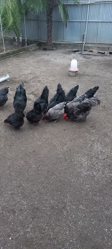 Akvariumlar: Avstrolob yumurtası və cucəsi sifariş olnur sifariş qabagcadan — 7