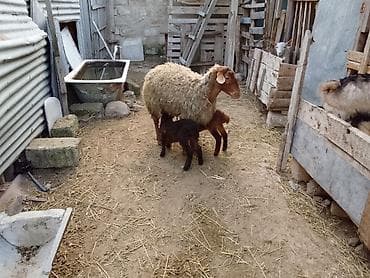 Əkiz balali tam sağlam heyvandi