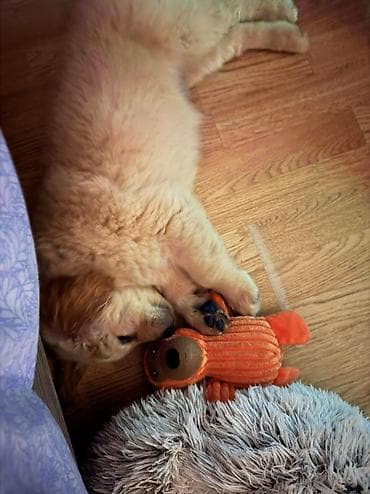 golden retriever price: Retriever, 2 ay, Erkek, Peyvəndli, Ünvandan götürmə — 3