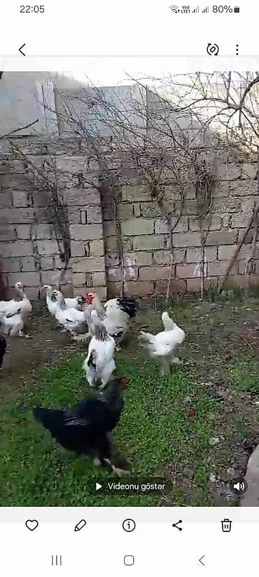 Toyuq, Brama, Damazlıq