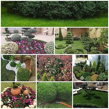 Avto xidmətlər: Pejaj və landşaft dizaynı xidməti - Həyət, bağ və villalar üçün — 7