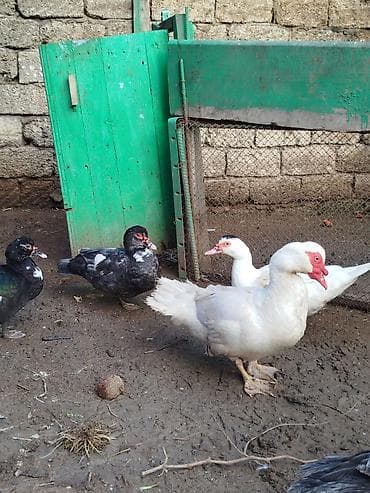 ördeyler: Lal ördəklər satilir 15 20 ədəd var yumurtluyurlar erkəklər 30 35 — 9