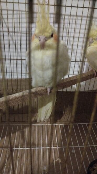 goyercin yuvasi: Məhsul: Sarı rəngli nimfa tutuquşuları (cockatiel) Təsvir: - Rəng — 2