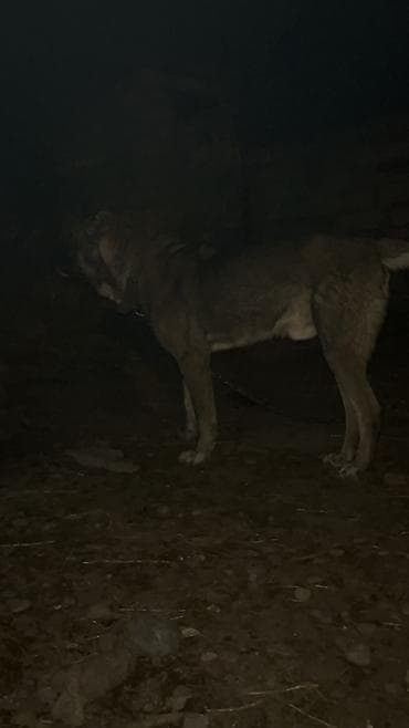 qala sortu qoyunlar: Qurdbasar, Erkek — 3