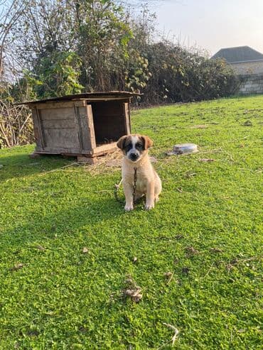 basenc itləri: Alabay, 1 ay, Erkek, Cütləşmə üçün, Ünvandan götürmə — 3