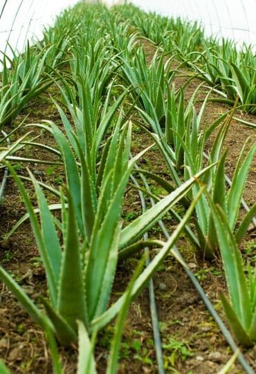 продажа комнатных растений: Aloe vera barbadensis dibceki 3.azndan 100 azna kimi var — 9
