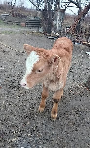 sivas kangal kanqal iti: Camış — 2