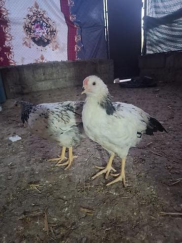 balaca it şəkilləri: Toyuq cücələri, Ətlik — 4