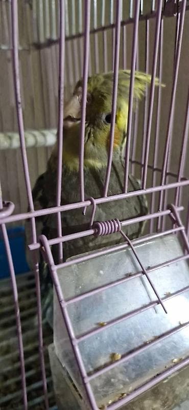 hinduwka satiwi: Dişləmir böyük 11 aylıqdı balaca 2 aylıq Balaca tam əlquşudur. Böyük — 1