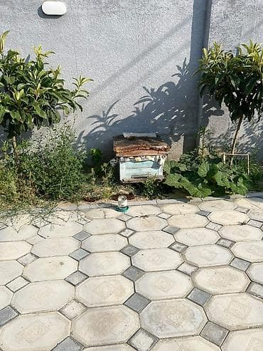 dele heyvan: Keçən ilin arisidir.Saglam ailedir.Cemi 1 yesikdir.Hazirda üstünde 6 — 1